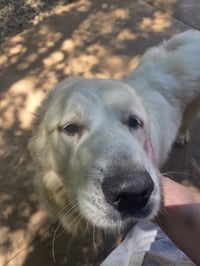 Clyde - Photo 4