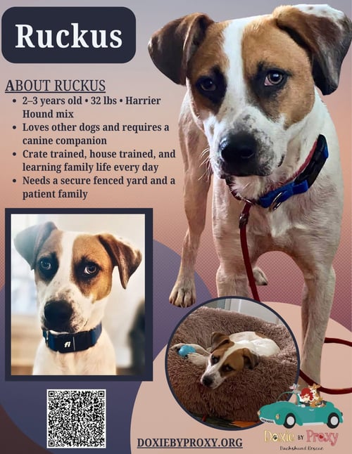**COURTESY POST** RUCKUS - Harrier available for adoption