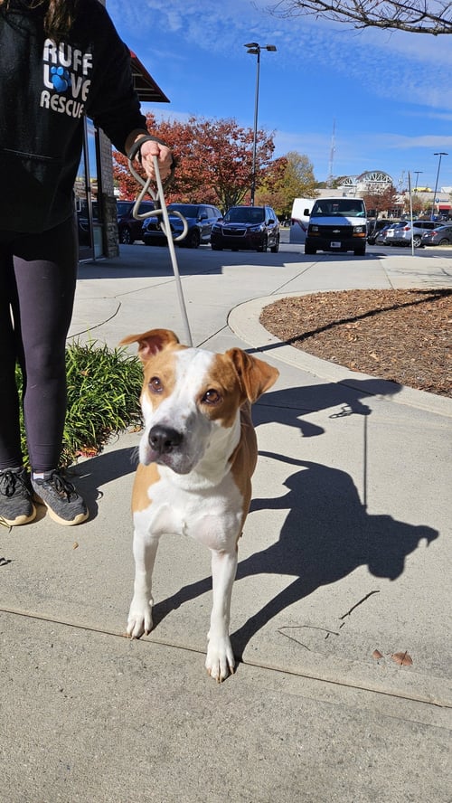 DANTE - Boxer available for adoption