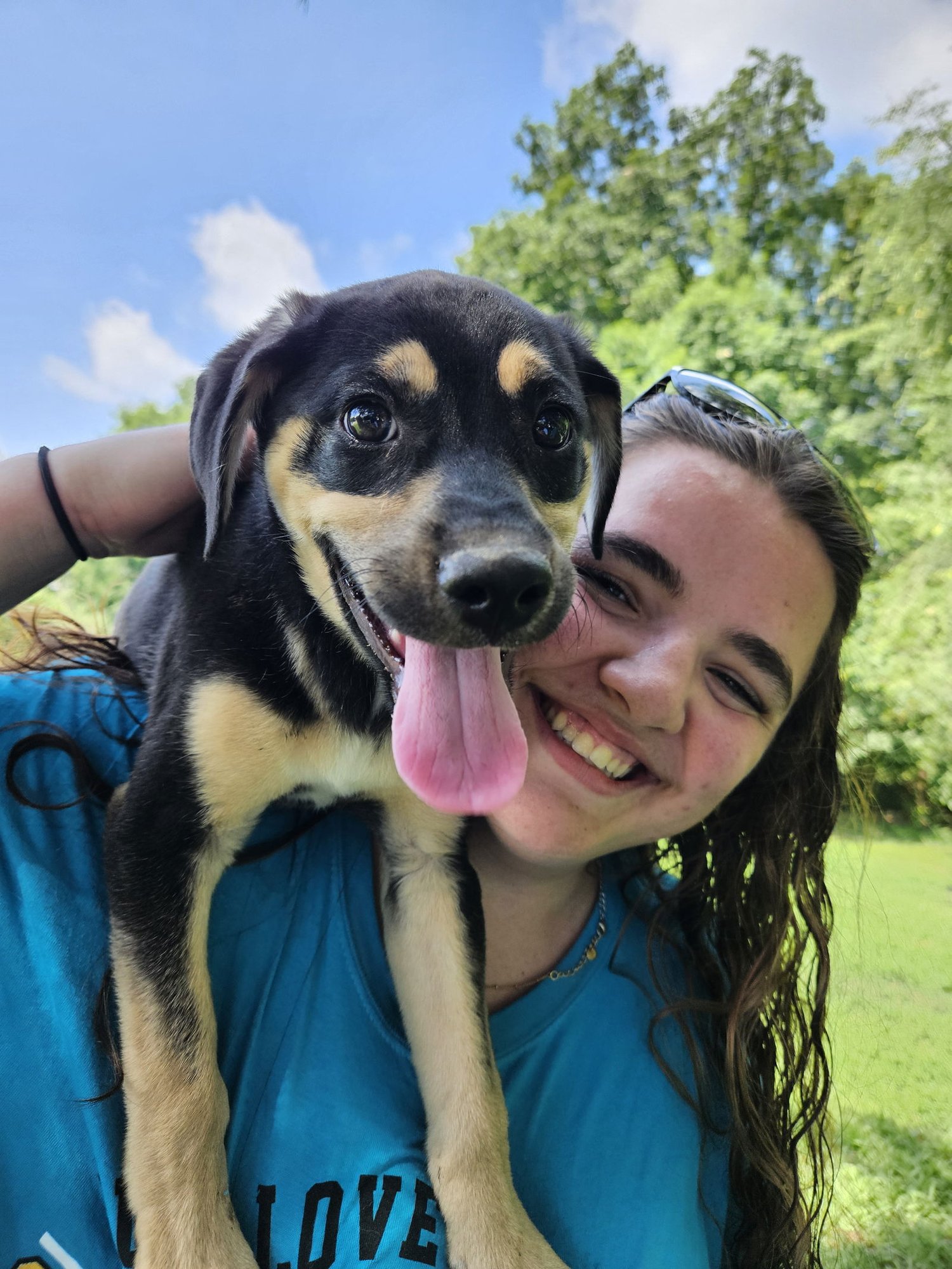 JINX - Hound / Labrador Retriever available for adoption