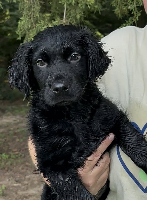 LORNA - Spaniel available for adoption