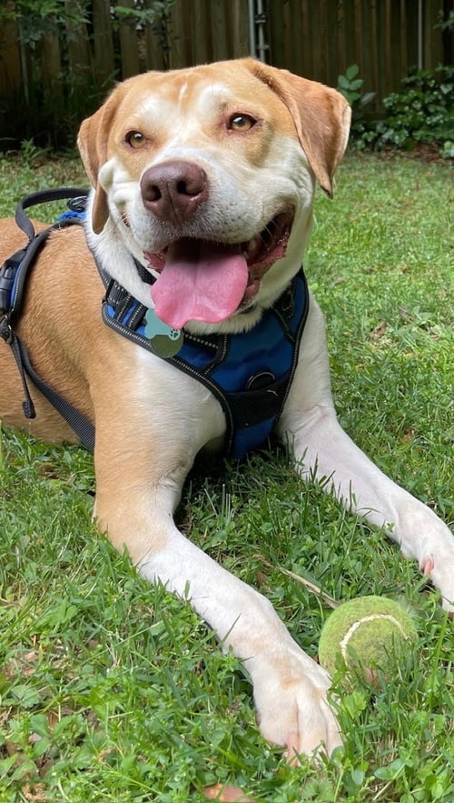 *COURTESY POST* MILO - Labrador Retriever available for adoption