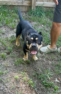 Bull Dozer - Photo 1