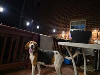 Dutchees - Photo 2