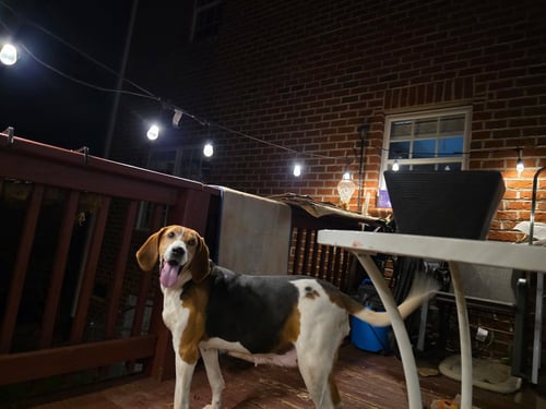 DUTCHEES - Hound available for adoption