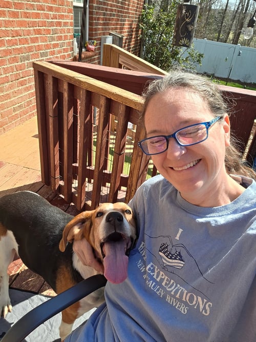 DUTCHEES - Hound available for adoption