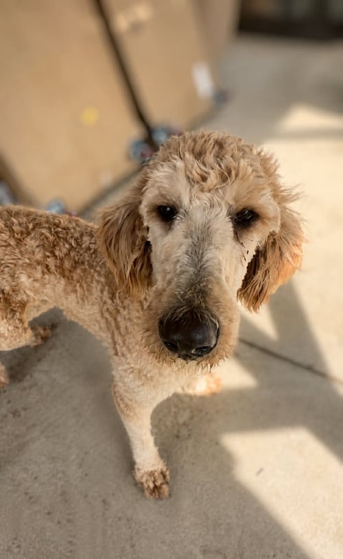 MIRABEL - Golden Retriever / Poodle (Standard) available for adoption