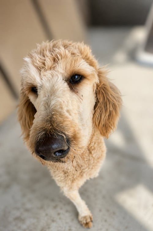 MIRABEL - Golden Retriever / Poodle (Standard) available for adoption