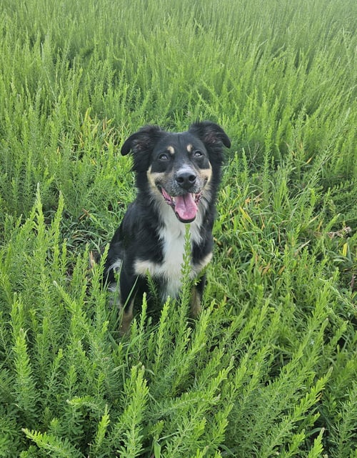 RAZIN - Australian Shepherd available for adoption