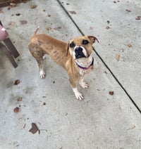Phoebe - Photo 2