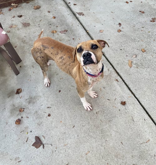 PHOEBE - Staffordshire Bull Terrier / Bulldog available for adoption