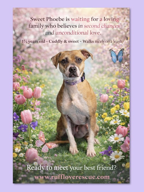 PHOEBE - Staffordshire Bull Terrier / Bulldog available for adoption