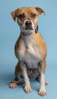 Phoebe - Photo 4