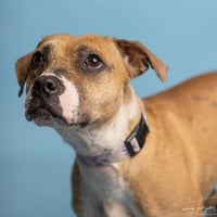 Phoebe - Photo 3