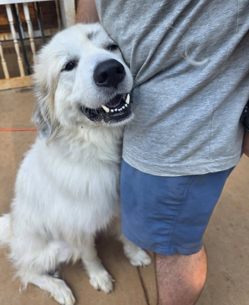 MINNIE - Great Pyrenees available for adoption