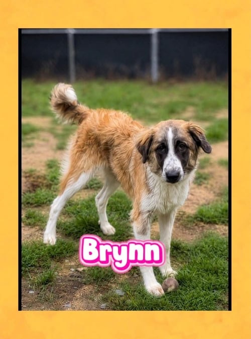 BRYNN