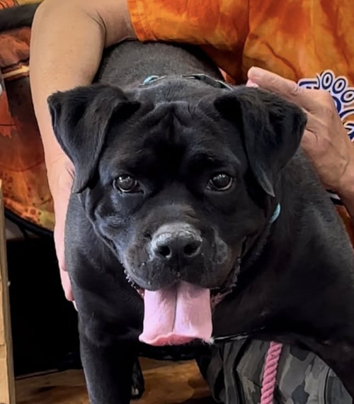 CHILI PEPPER - Bulldog available for adoption