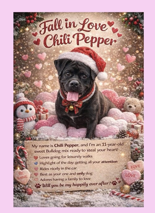 CHILI PEPPER - Bulldog available for adoption