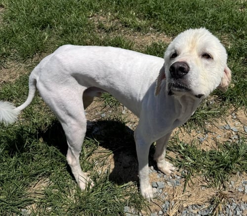 GRANT - Great Pyrenees available for adoption