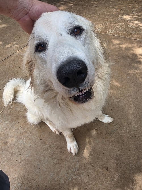 BRIDGET - Great Pyrenees available for adoption
