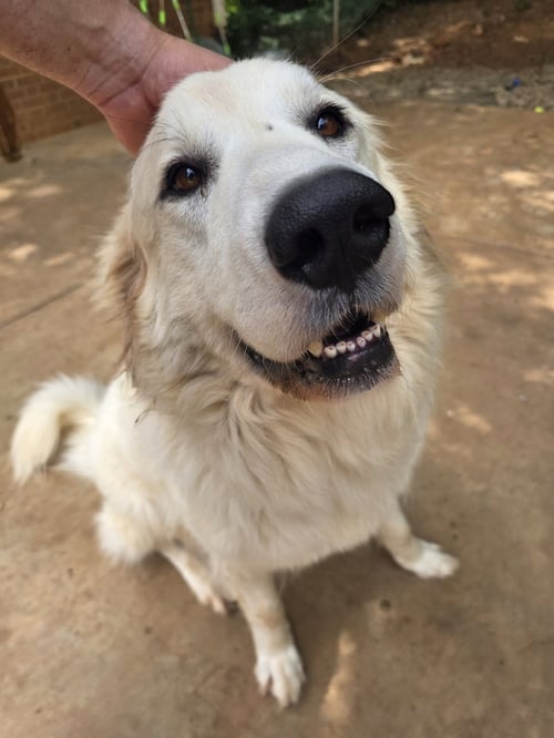 BRIDGET - Great Pyrenees available for adoption