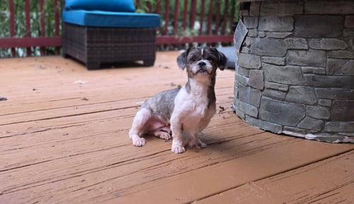 SHIRLEY - Shih Tzu available for adoption