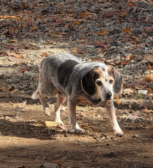 JOAN - Beagle available for adoption