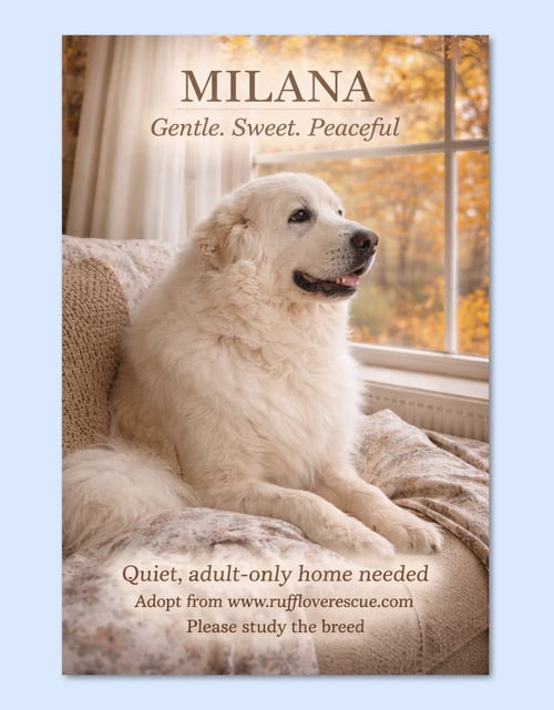 MILANA - Great Pyrenees available for adoption