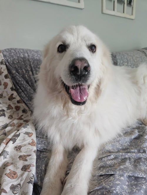 MILANA - Great Pyrenees available for adoption