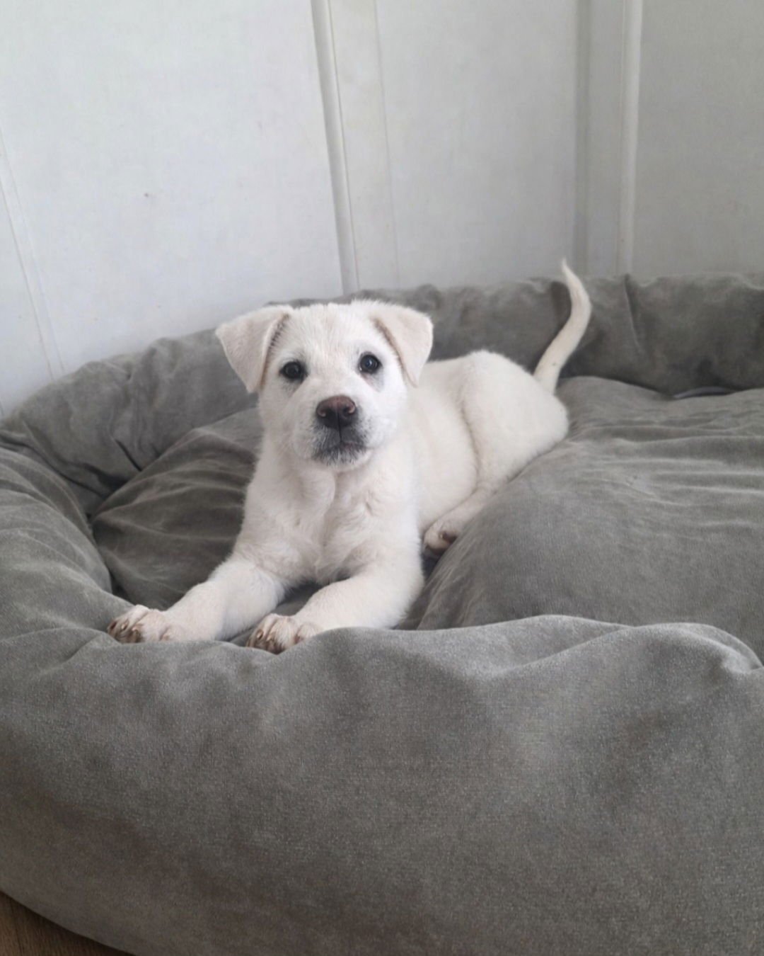 CREWE - Great Pyrenees available for adoption