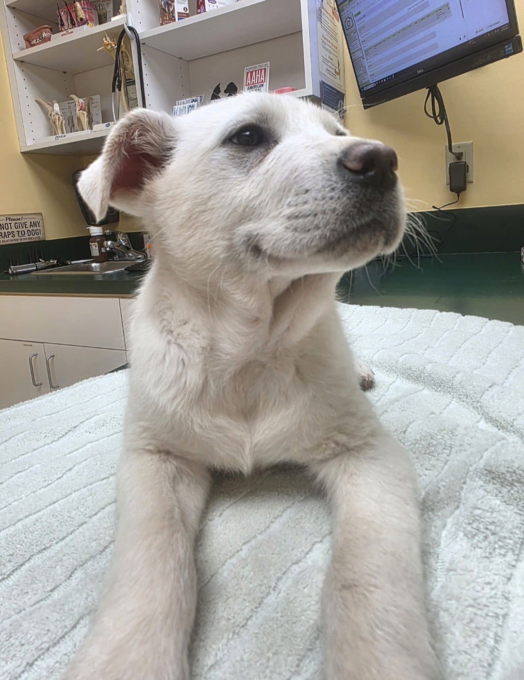 CREWE - Great Pyrenees available for adoption