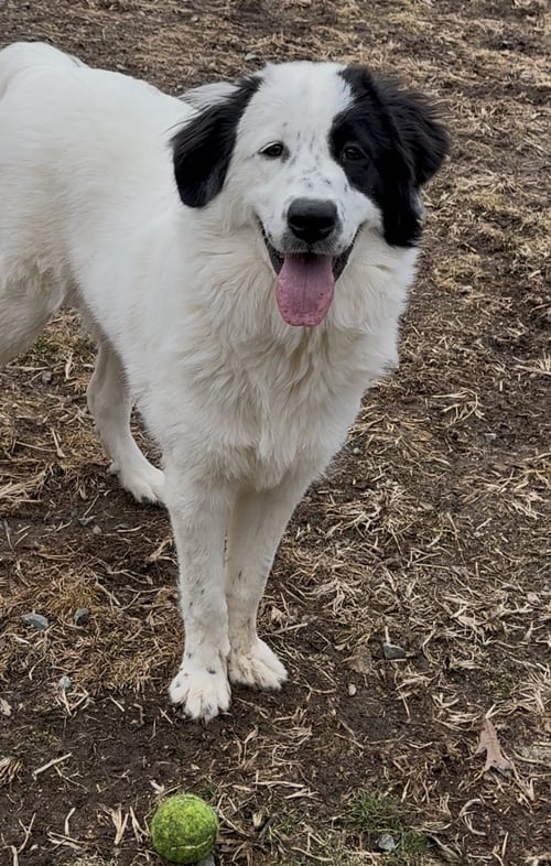 AURORA - Great Pyrenees available for adoption