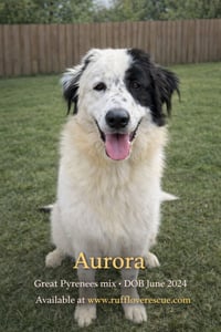 Aurora - Photo 1