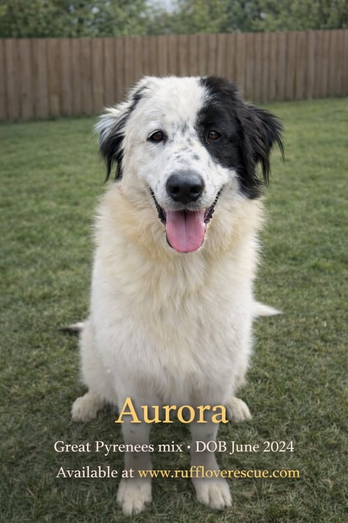 AURORA - Great Pyrenees available for adoption