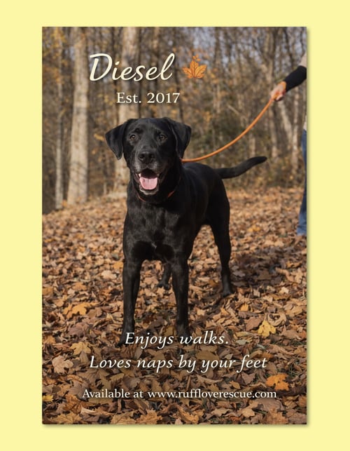 DIESEL - Great Dane available for adoption