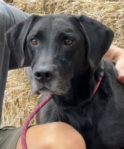 DIESEL - Great Dane available for adoption