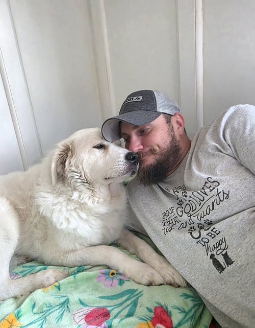 VERA - Great Pyrenees available for adoption
