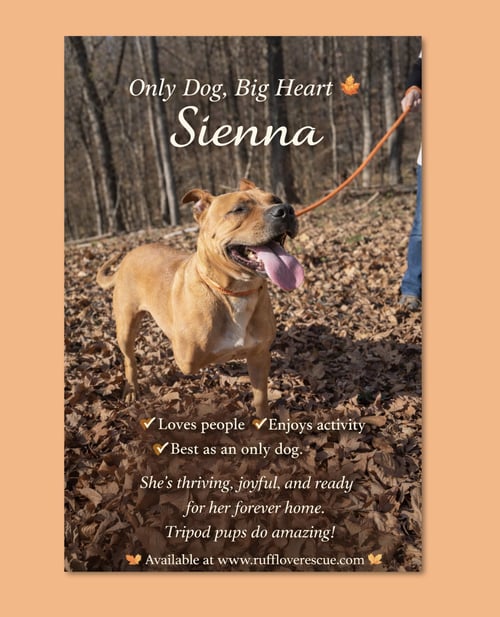 SIENNA - Pit Bull Terrier available for adoption