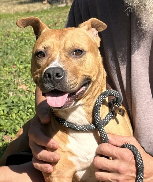 SIENNA - Pit Bull Terrier available for adoption
