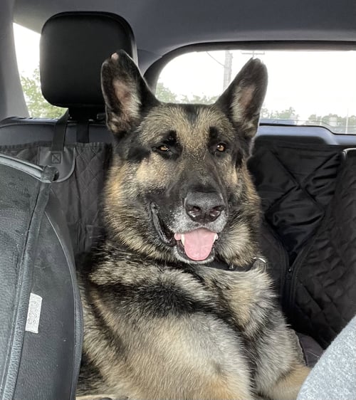 MATTHIAS - German Shepherd Dog available for adoption