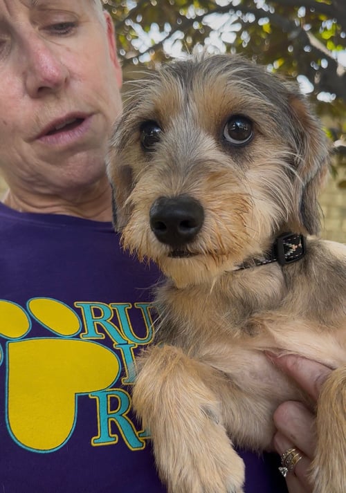 LILITH - Yorkshire Terrier Yorkie available for adoption