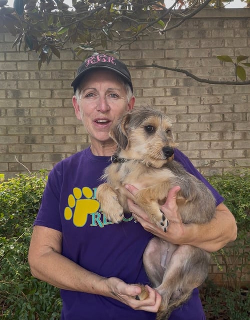 LILITH - Yorkshire Terrier Yorkie available for adoption