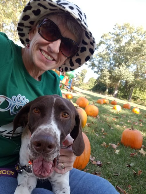 CHEVRON (CHEVY) - English Pointer available for adoption