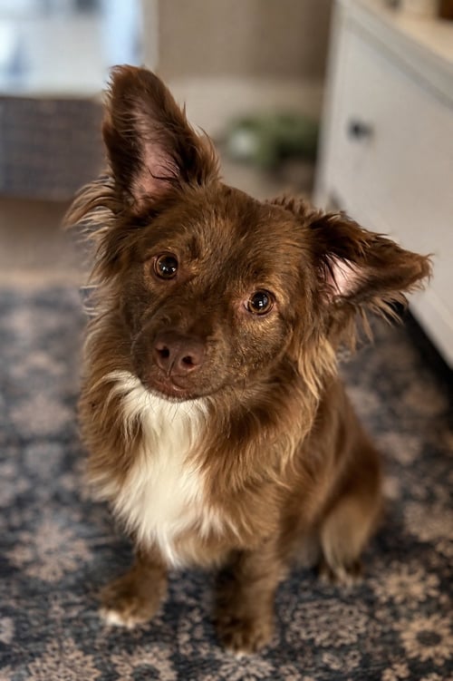 THEODORE - Unknown available for adoption