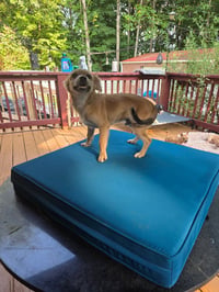 Taz - Photo 4