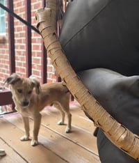 Taz - Photo 2