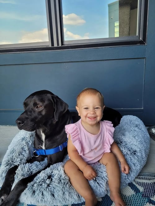 LINK - Labrador Retriever available for adoption