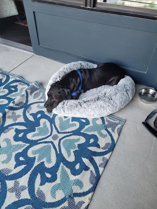 LINK - Labrador Retriever available for adoption