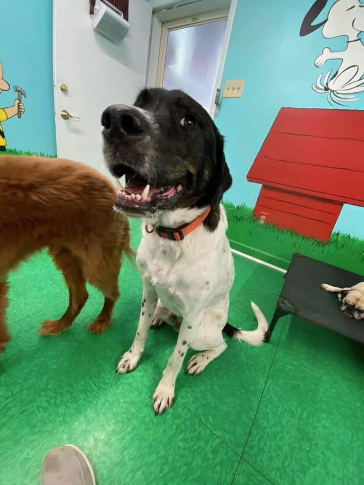 CHARLIE - Great Pyrenees / Labrador Retriever available for adoption