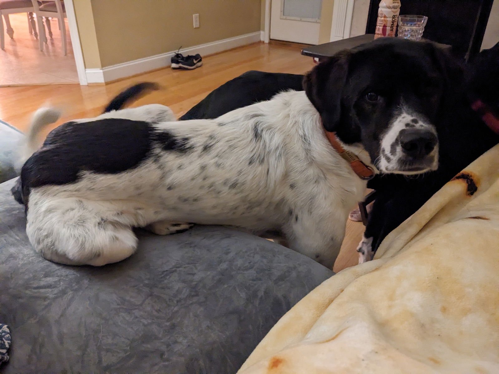 CHARLIE - Great Pyrenees / Labrador Retriever available for adoption